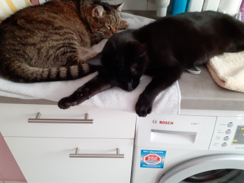 Romeo Bild von Romeo