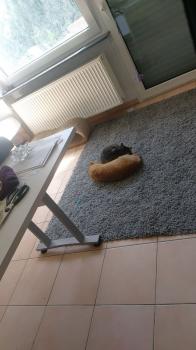 Trumi Bild von Trumi