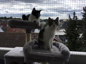 Misandei Bild von Misandei