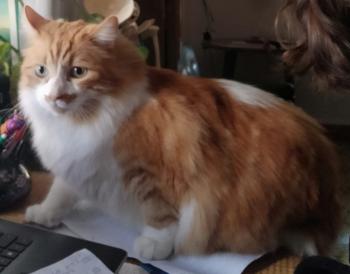 Cheddar Bild von Cheddar