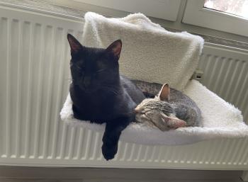 Penelope Bild von Penelope