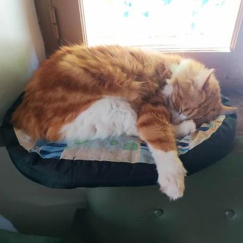 Cheddar Bild von Cheddar