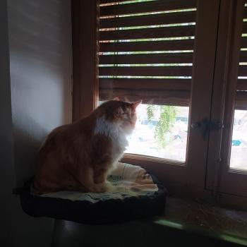 Cheddar Bild von Cheddar