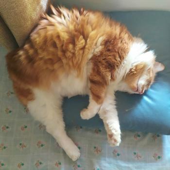 Cheddar Bild von Cheddar