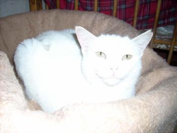 Blanca Bild von Blanca