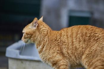 Aslan Bild von Aslan