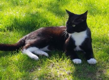 Panther Bild von Panther