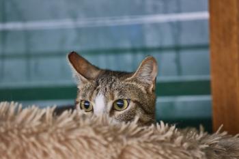 Oscar Bild von Oscar