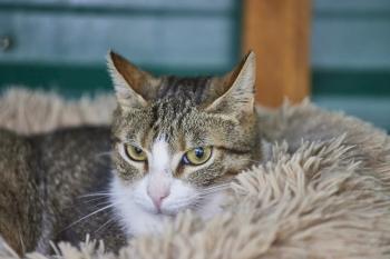 Oscar Bild von Oscar