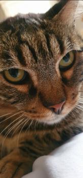 Starbuck Bild von Starbuck