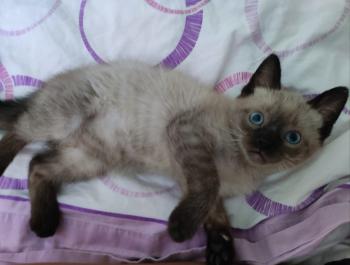 Coco Bild von Coco