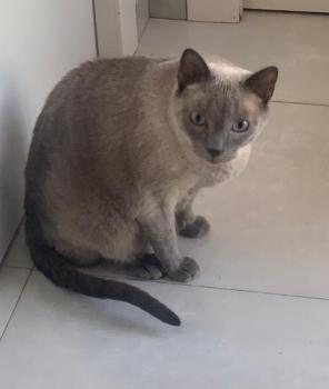 Timido Bild von Timido