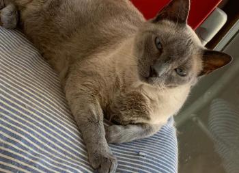Timido Bild von Timido