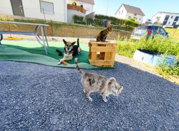 Saré Bild von Saré