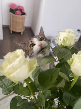 Dulce Bild von Dulce