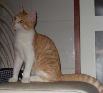 Rubia Bild von Rubia