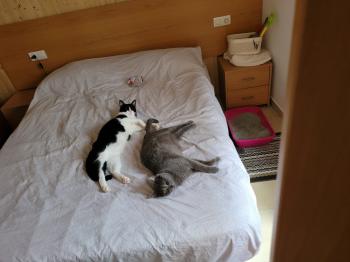 Titino Bild von Titino