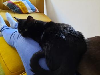 Suhaila Bild von Suhaila