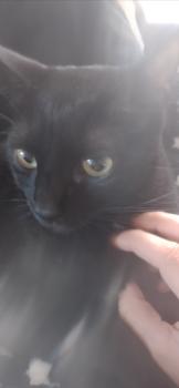 Felix Bild von Felix