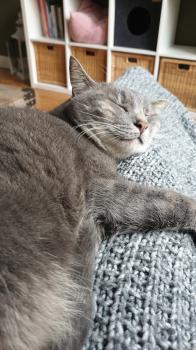 Dina Bild von Dina