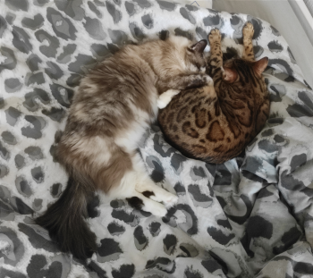 Mila Bild von Mila