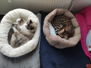 Mila Bild von Mila