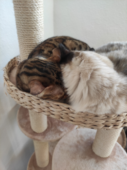 Mila Bild von Mila