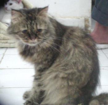 Lily Bild von Lily
