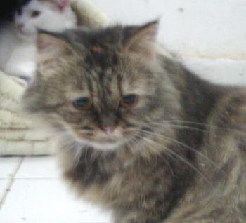Lily Bild von Lily