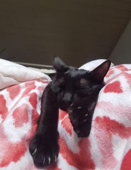 Felix Bild von Felix