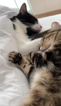 Piccola Bild von Piccola