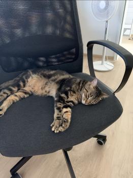 Piccola Bild von Piccola