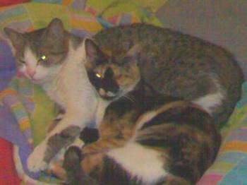 Ambar Bild von Ambar