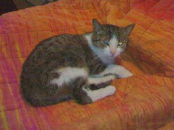Ambar Bild von Ambar