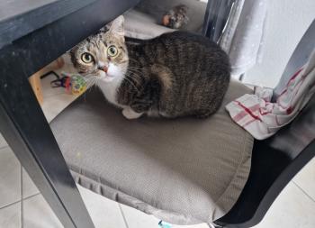 Sofia Bild von Sofia