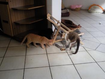 Taps Bild von Taps-Boliche