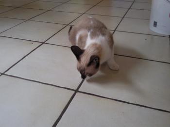 Taps Bild von Taps-Boliche