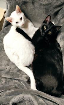 Bild von Bagheera