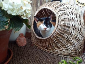Anie Bild von Anie