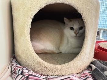 Perla Bild von Perla