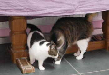 Gizmo Bild von Gizmo