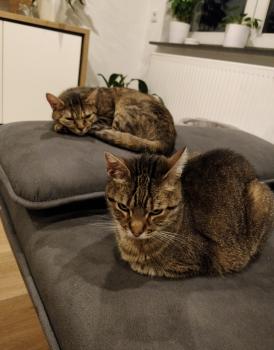 Princess Bild von Princess