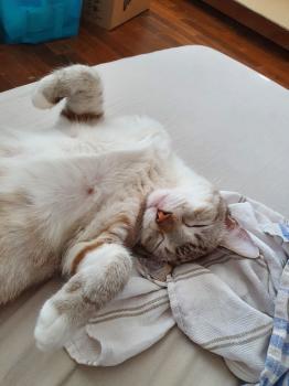 Tranchete Bild von Tranchete