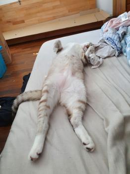 Tranchete Bild von Tranchete