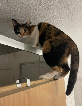 Lilia Bild von Lilia