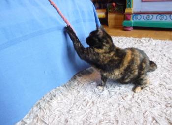 Rosalind Bild von Rosalind