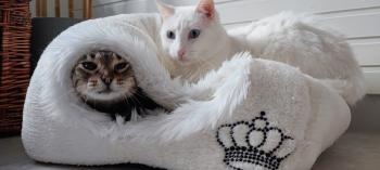 Gipsy-Mimi Bild von Gipsy-Mimi