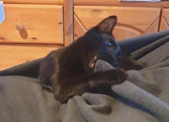 Bild von Bagheera
