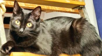 Bild von Bagheera