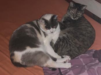 Estela Bild von Estela